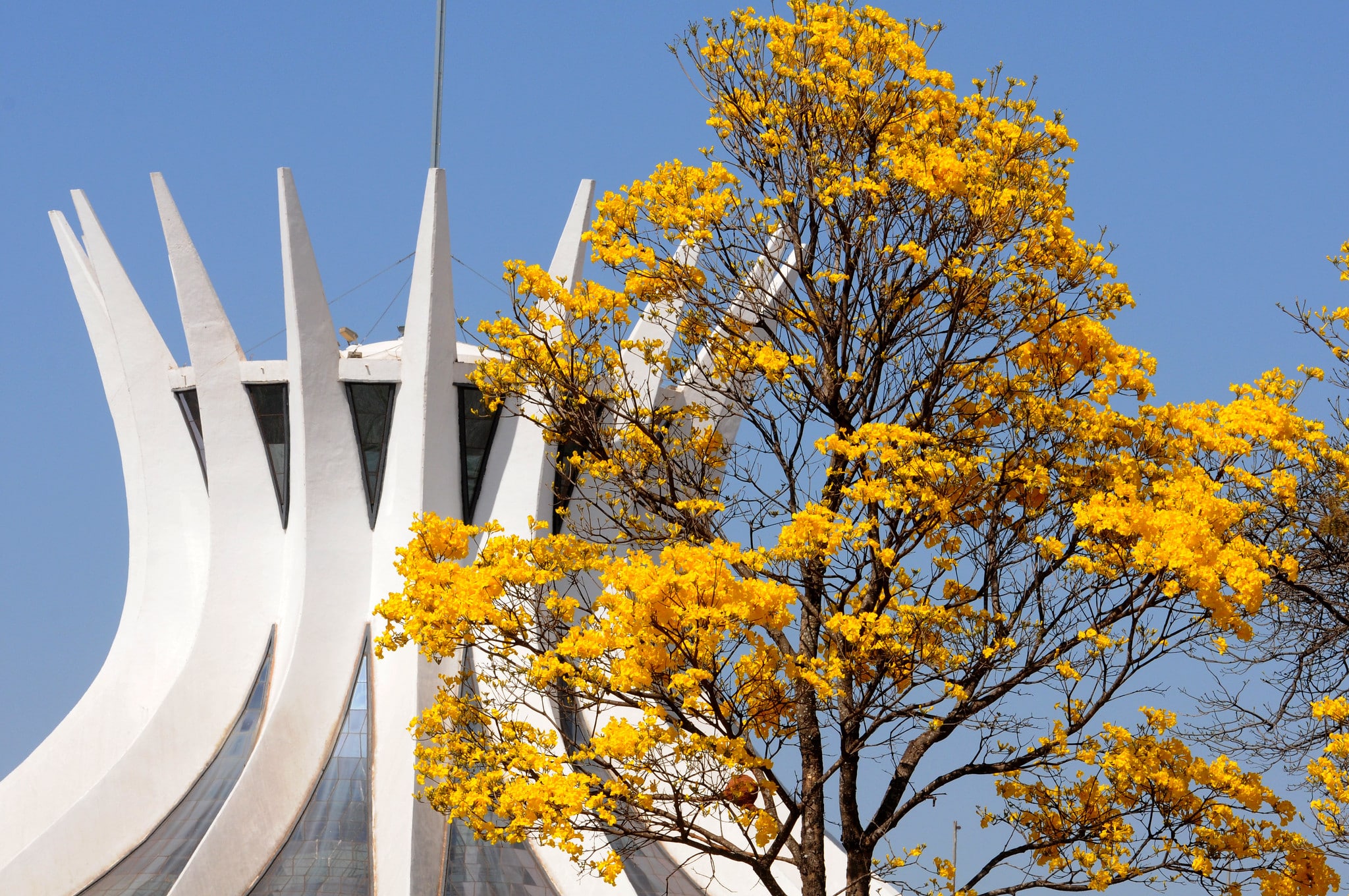 tipos de ipê em Brasília