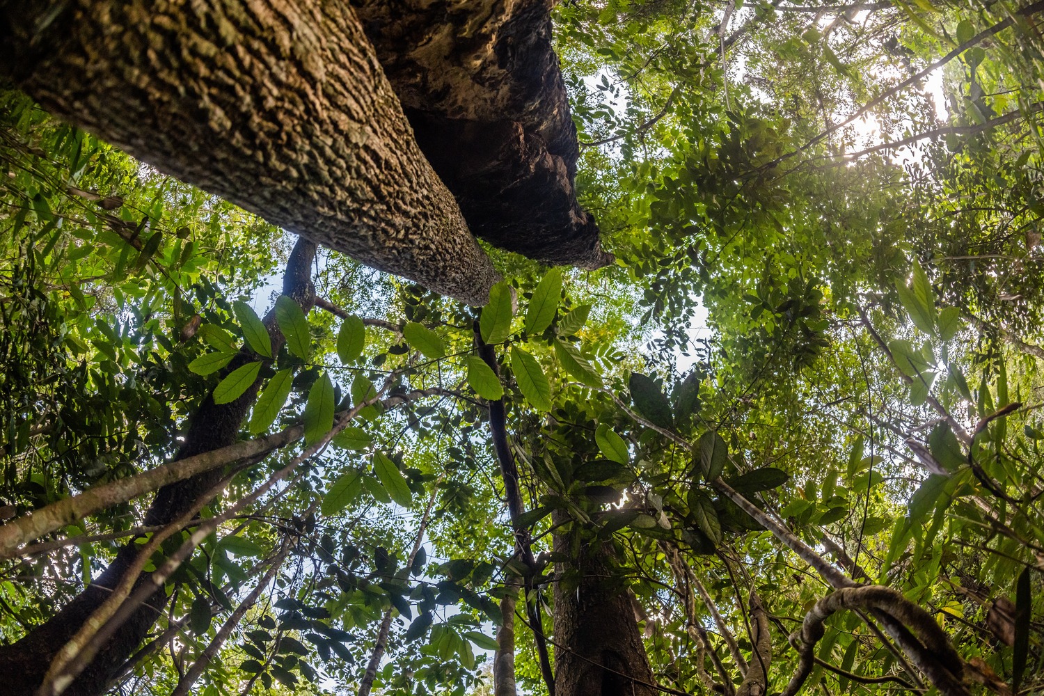 Sustentabilidade e preservação no jardim botânico