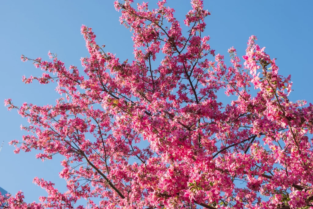 Ipê-rosa, uma das variedades de tipos de ipê, com flores rosa vibrante.