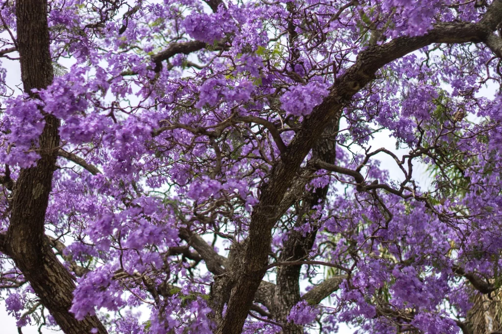 Ipê-roxo, uma das espécies de tipos de ipê, com flores roxas vibrantes.