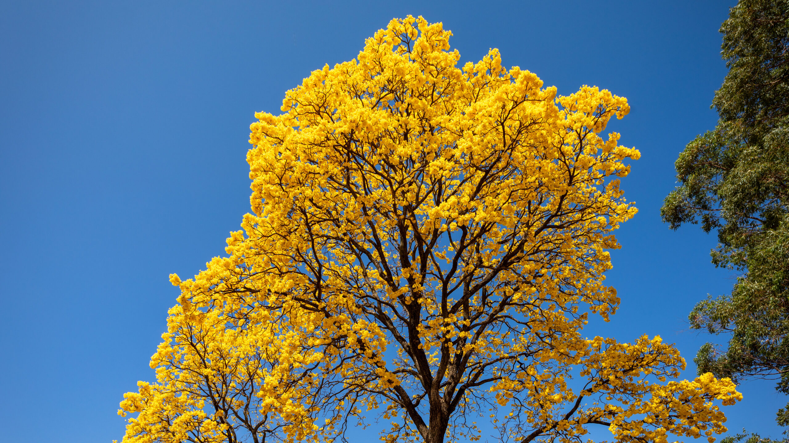 Exemplo de ipê amarelo em flor, representando um dos tipos de ipê que colorem a paisagem urbana com suas flores vibrantes e marcantes.