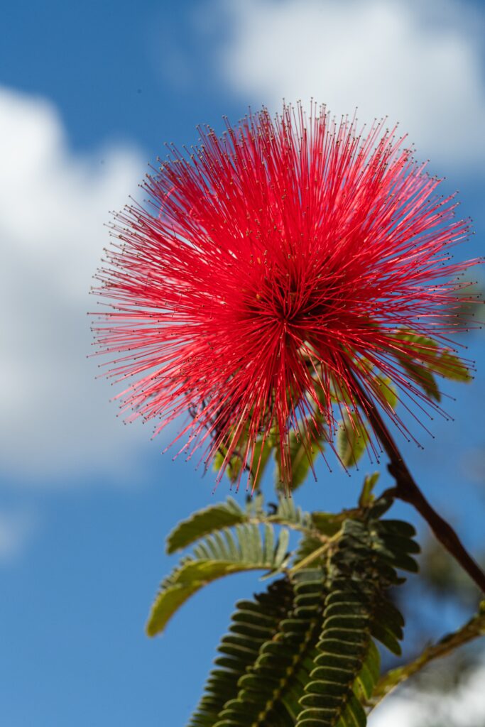 1. CALIANDRA